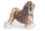 Little Lion Dog (L�wchen)