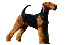 Airedale Terrier. Image courtesy of -The Wyndridge Airedales-