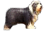 Altenglischer Schaferhund (Bobtail)
