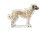 Anatolian Shepherd Dog