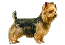 Australian Terrier