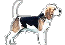 Beagle. Image courtesy of -Hilldamar Beagles-
