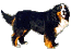 Berner Sennenhund. Image courtesy of -Von Alpentraum-