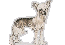 Chinese Crested