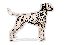 Dalmata