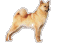 Finnish Spitz