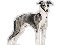 Italian Greyhound