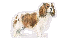 King Charles Spaniel