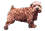 Norfolk Terrier. Image courtesy of -Klein Darlings Kennel-