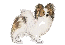 Papillon (Continental Toy Spaniel)