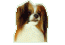 Phalene (Continental Toy Spaniel)