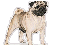 Pug