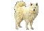 Samoyed. Image courtesy of -Of Icing Wolf-