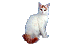 Turkish Van